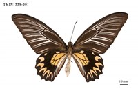 藏品(珠光裳鳳蝶)的圖片